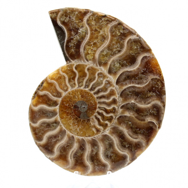 Polierter fossiler ammonit aus madagaskar