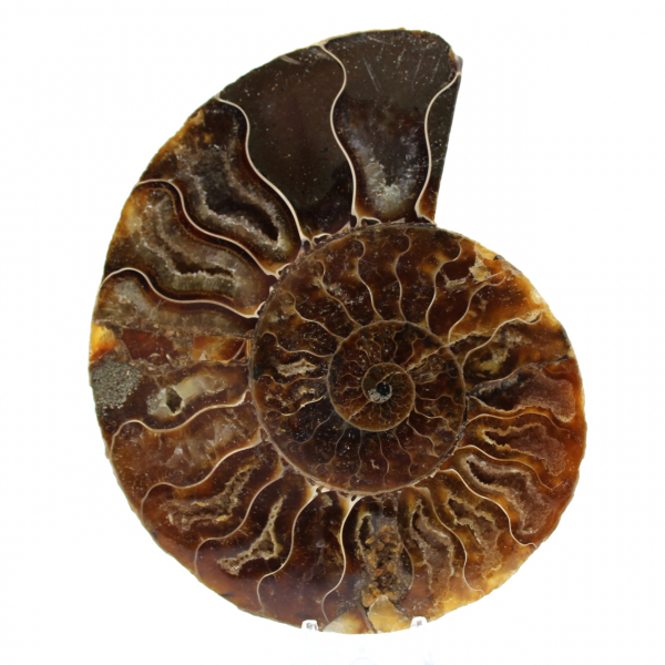 Fossiler polierter natürlicher ammonit