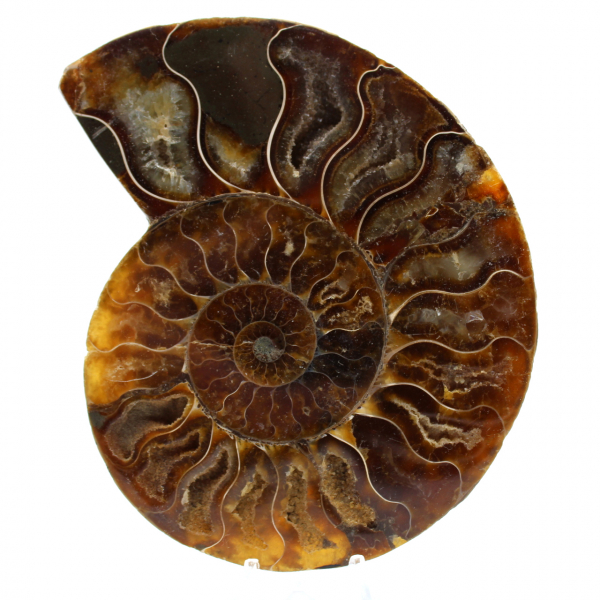 Natürlicher polierter ammonit aus madagaskar