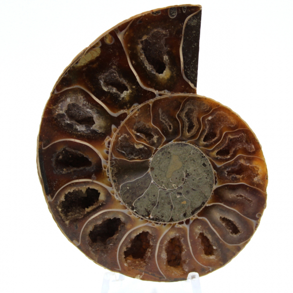 Polierter versteinerter ammonit