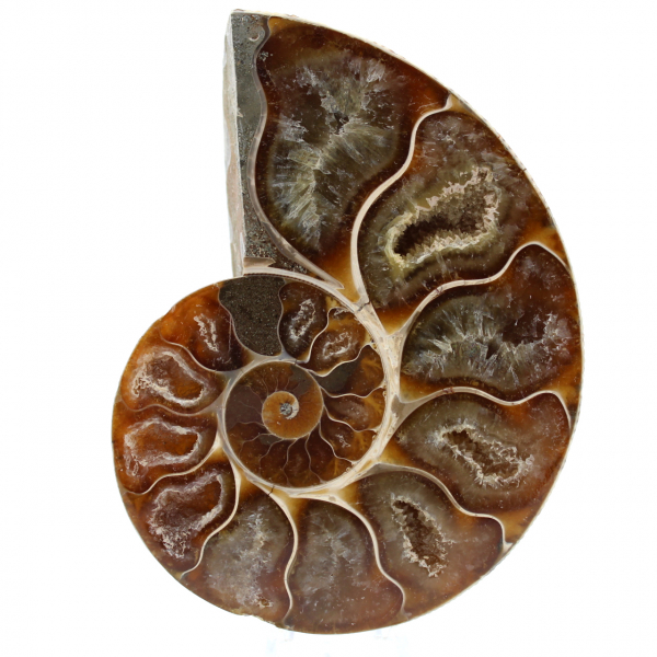 Einteiliges ammonitenfossil