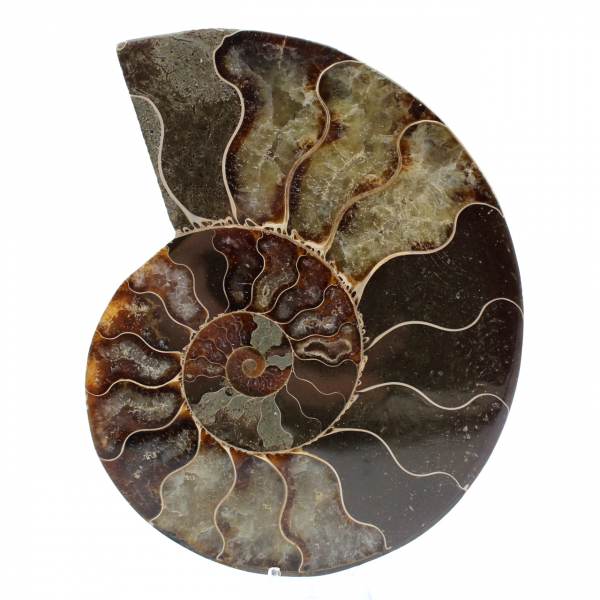 Fossiler ammonit aus madagaskar