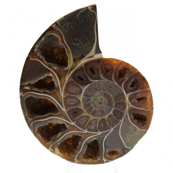 Poliertes ammonitenfossil