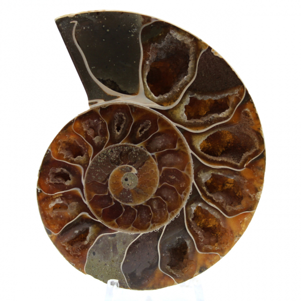 Polierter ammonit aus madagaskar