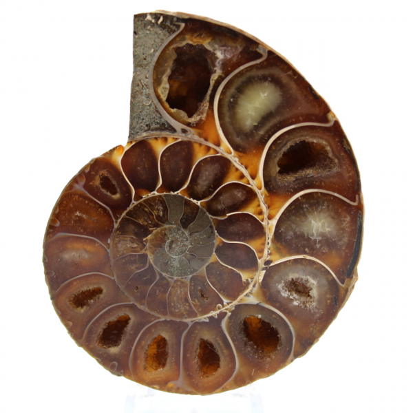 Fossiler polierter natürlicher ammonit