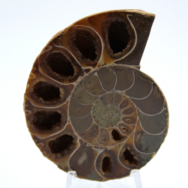 Versteinerter ammonit