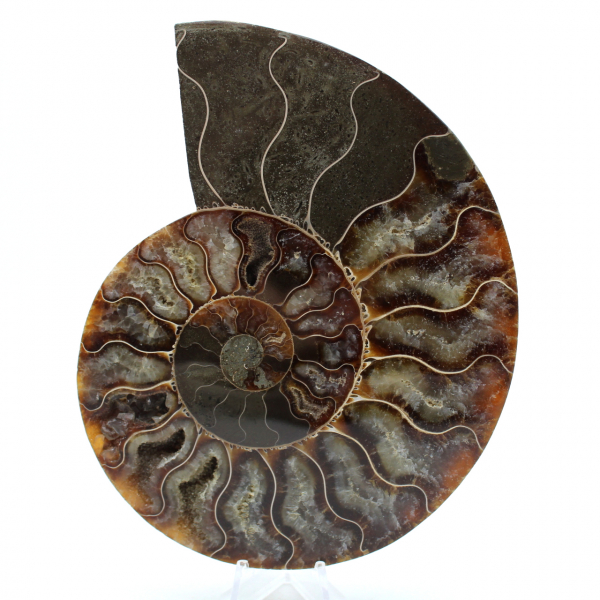 Natürlicher ammonit aus madagaskar