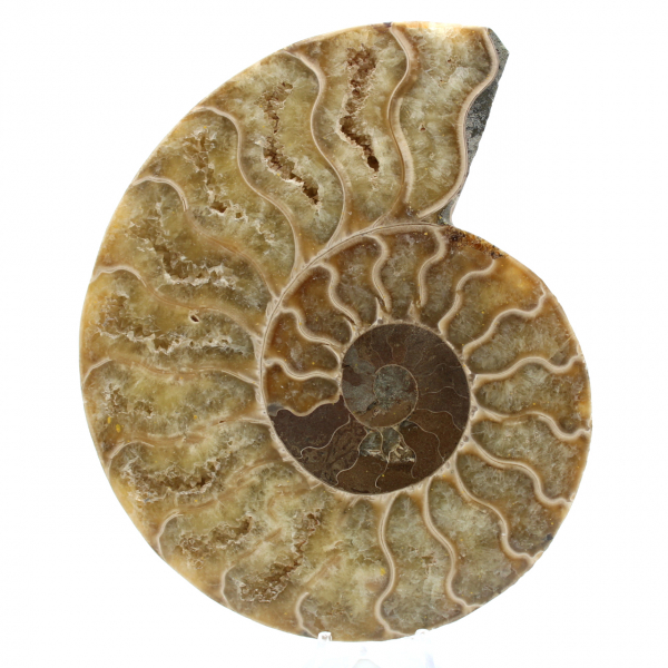 Polierter ammonit