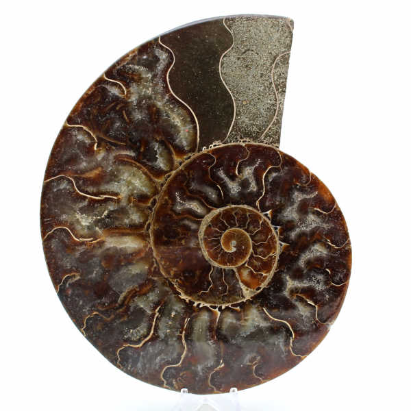 Ammonit aus madagaskar