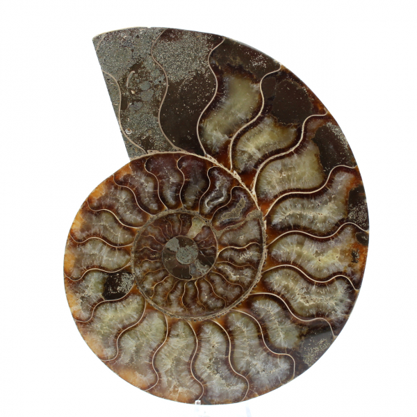 Fossiler natürlicher ammonit