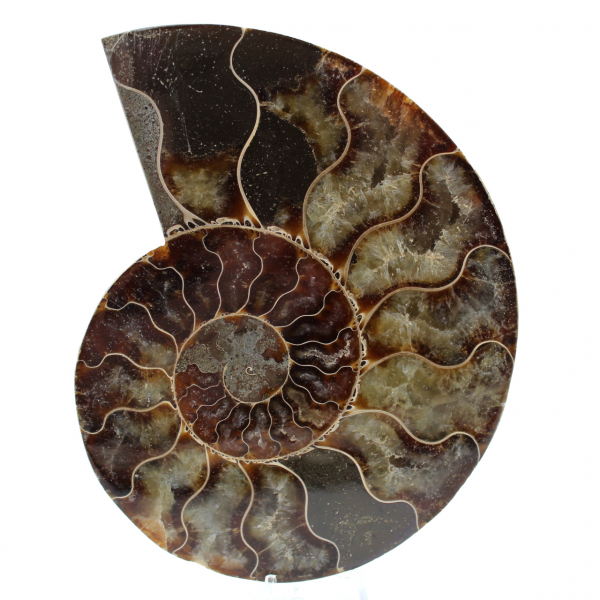 Polierter fossiler ammonit aus madagaskar