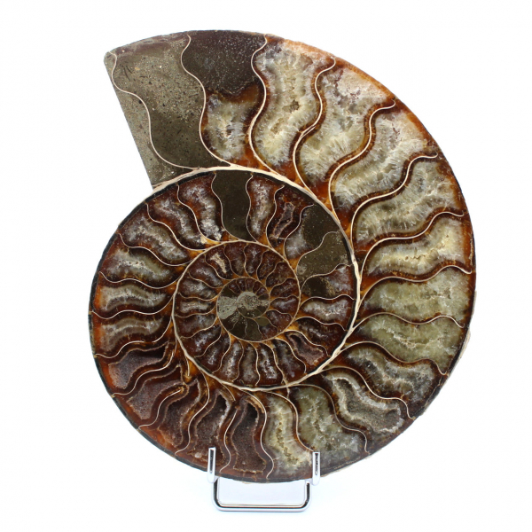 Polierter Ammonit aus Madagaskar