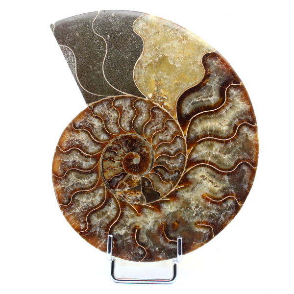 Fossiler polierter natürlicher Ammonit
