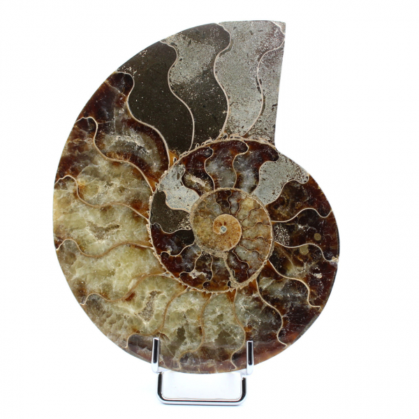 Einteiliges Ammonitenfossil