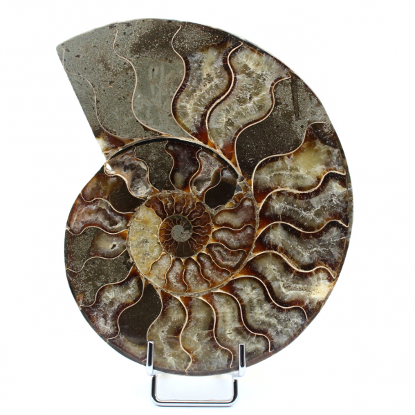 Polierter versteinerter Ammonit