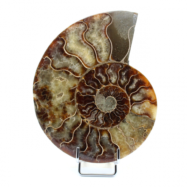 polierter Ammonit