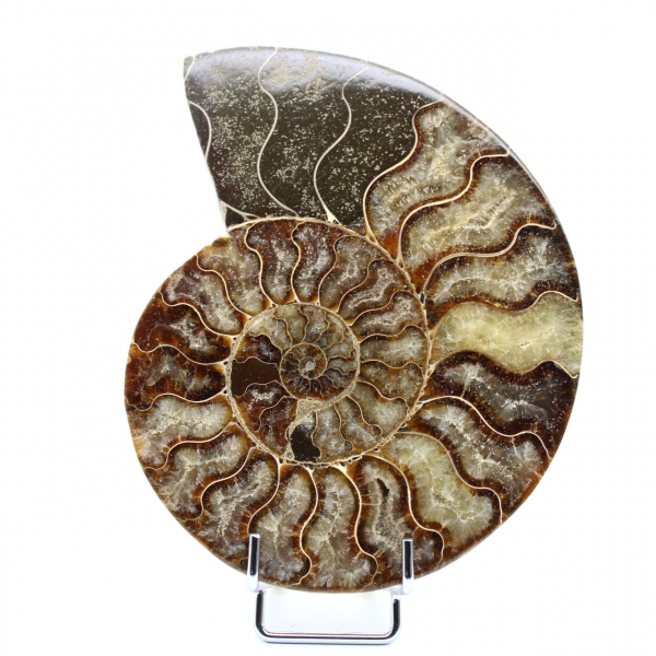 Natürlicher polierter Ammonit aus Madagaskar