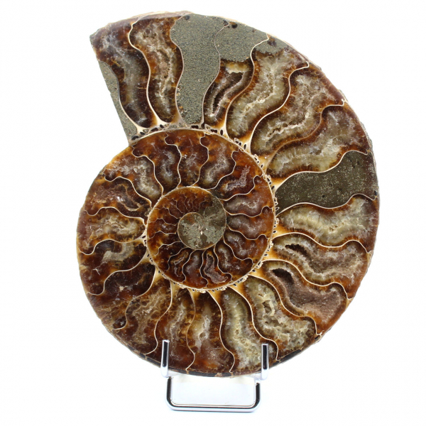 Polierter fossiler Ammonit aus Madagaskar