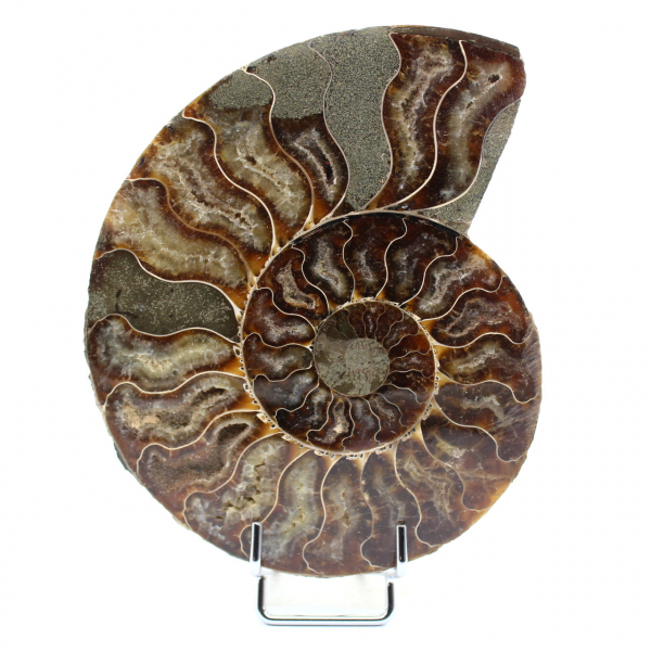 Polierter Ammonit aus Madagaskar