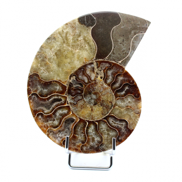 Polierter fossiler Ammonit aus Madagaskar
