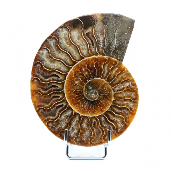 Polierter versteinerter Ammonit