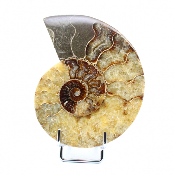versteinerter Ammonit