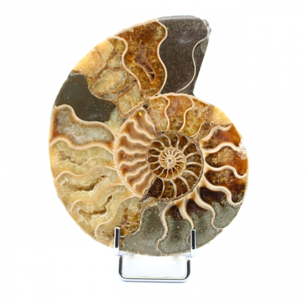 Einteiliger Ammonit