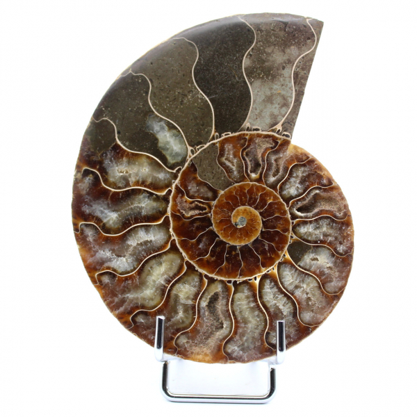 Natürlicher Ammonit aus Madagaskar