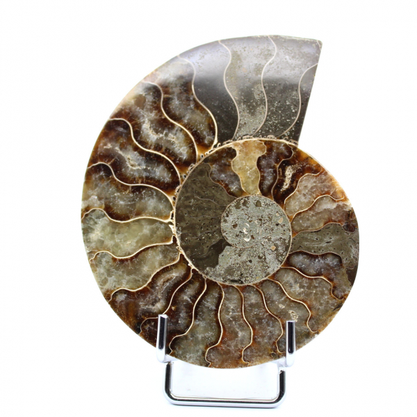 Einteiliger Ammonit
