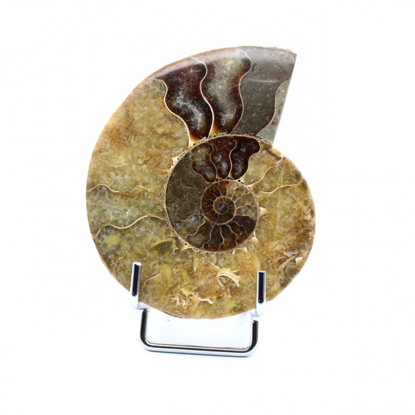 Natürlicher polierter Ammonit aus Madagaskar