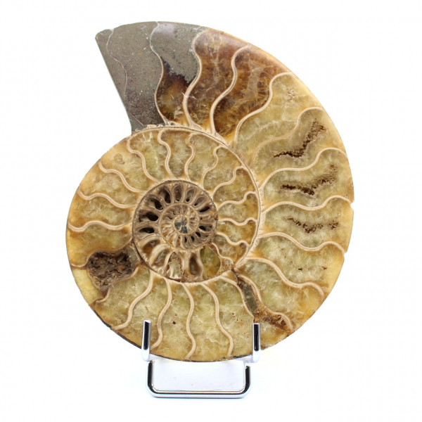 Poliertes Ammonitenfossil