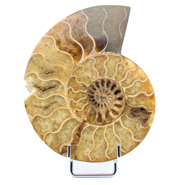 beschädigter Ammonit