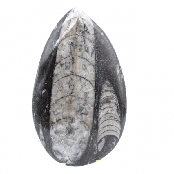 Fossile Orthoceras Marokko