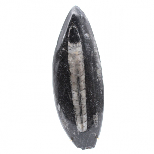 Polierte Orthoceras