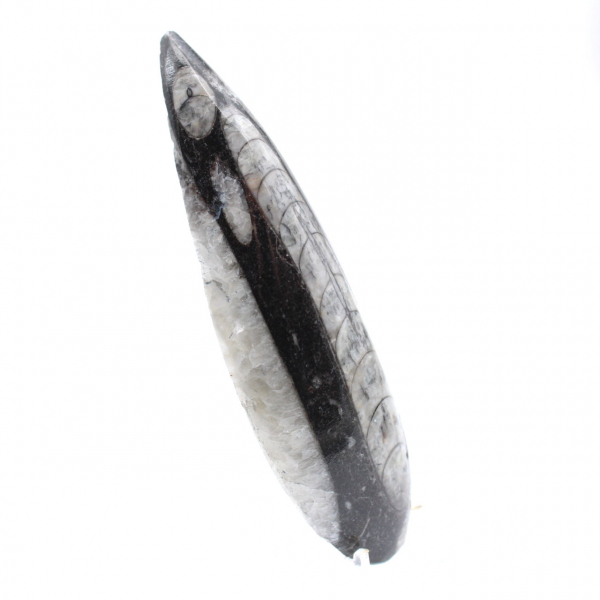 Fossile Orthoceras Marokko