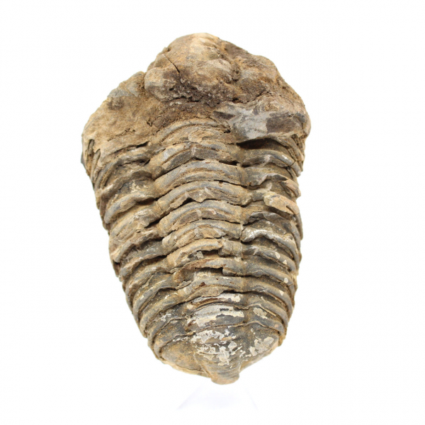 Trilobit aus Marokko