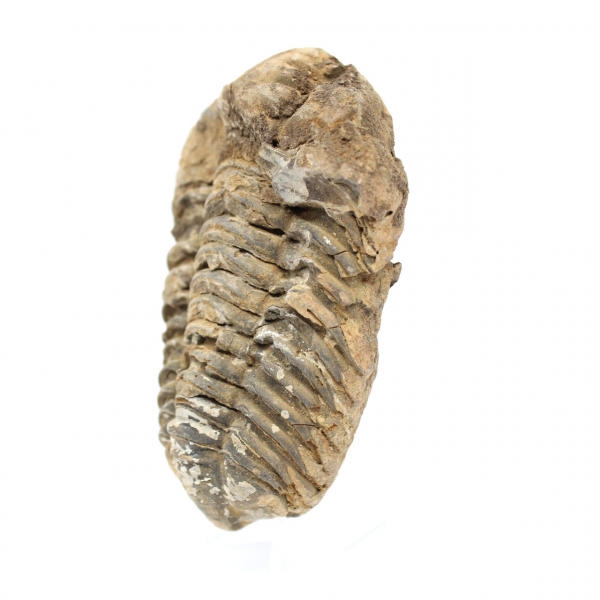 Trilobit aus Marokko