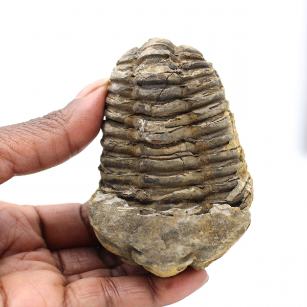 Fossiler Trilobit