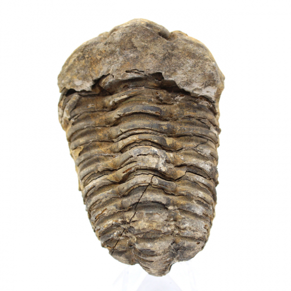 Fossiler Trilobit