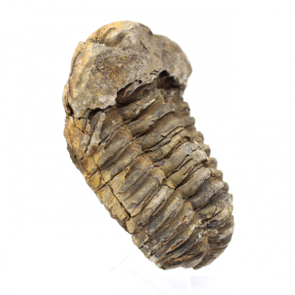 Fossiler Trilobit