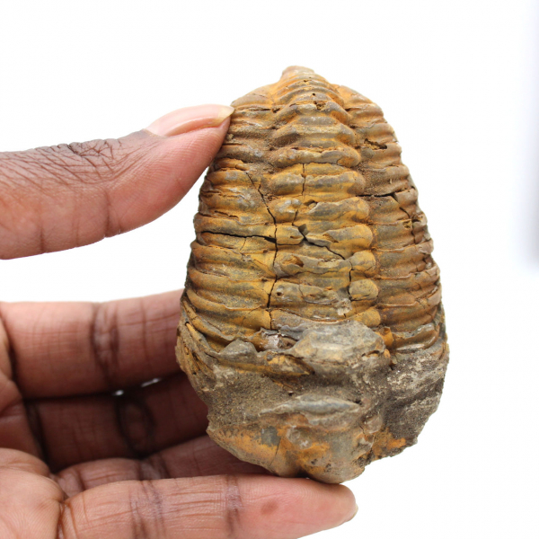 Trilobitenfossil