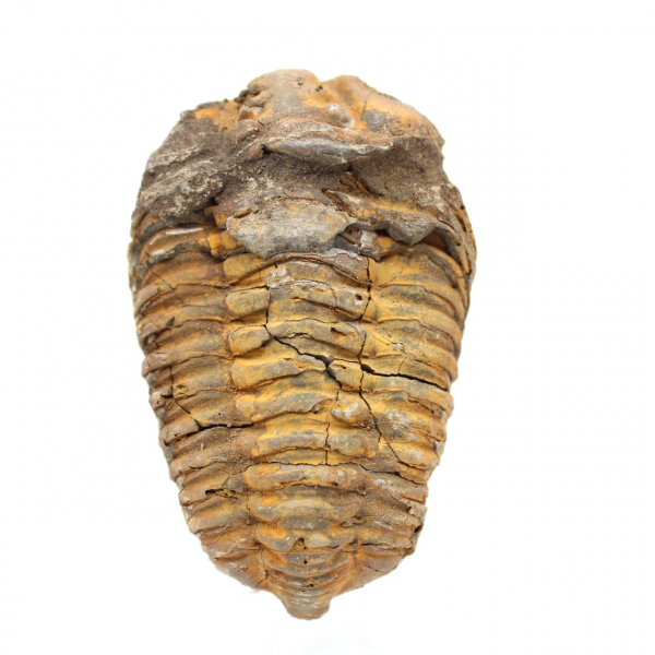 Trilobitenfossil