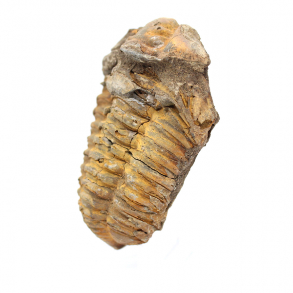 Trilobitenfossil