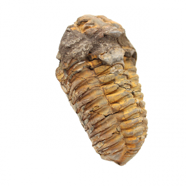 Trilobitenfossil