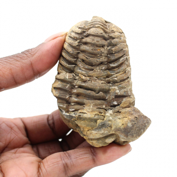 Fossiler Trilobit aus Marokko