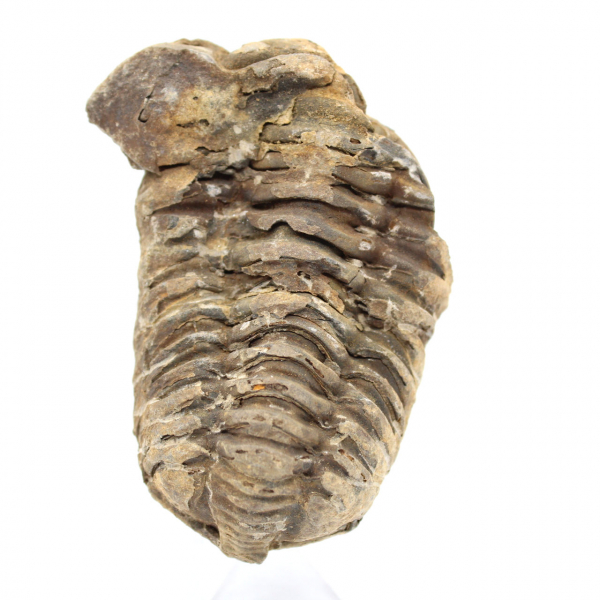 Fossiler Trilobit aus Marokko