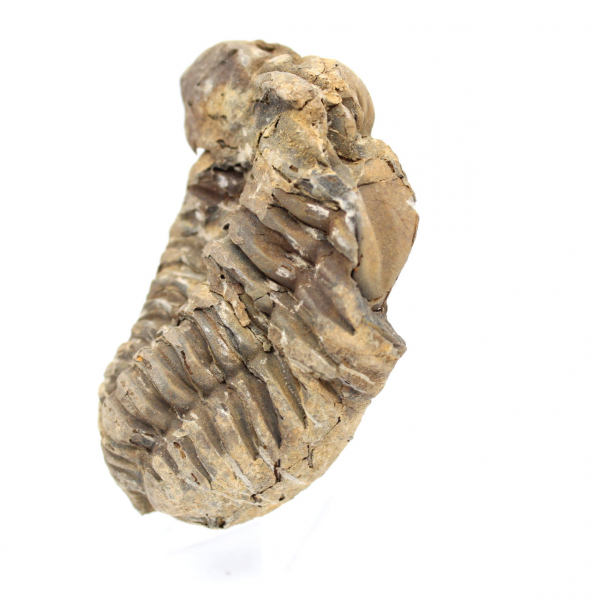 Fossiler Trilobit aus Marokko