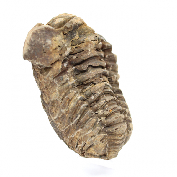 Fossiler Trilobit aus Marokko