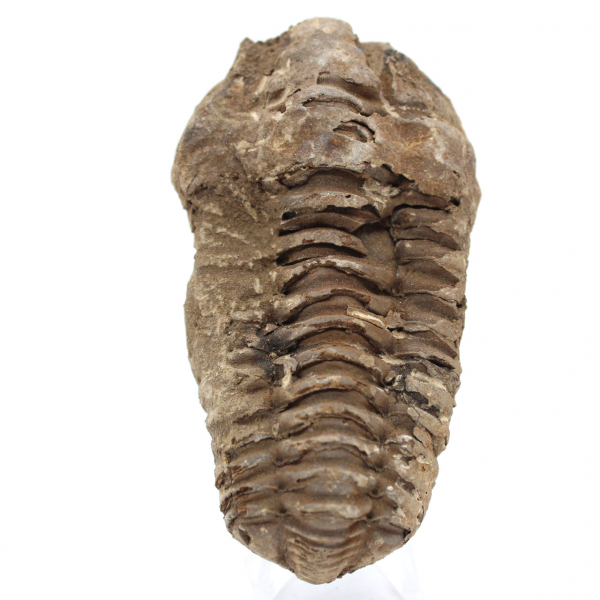 Trilobit