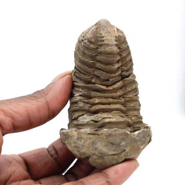 Trilobit aus Marokko